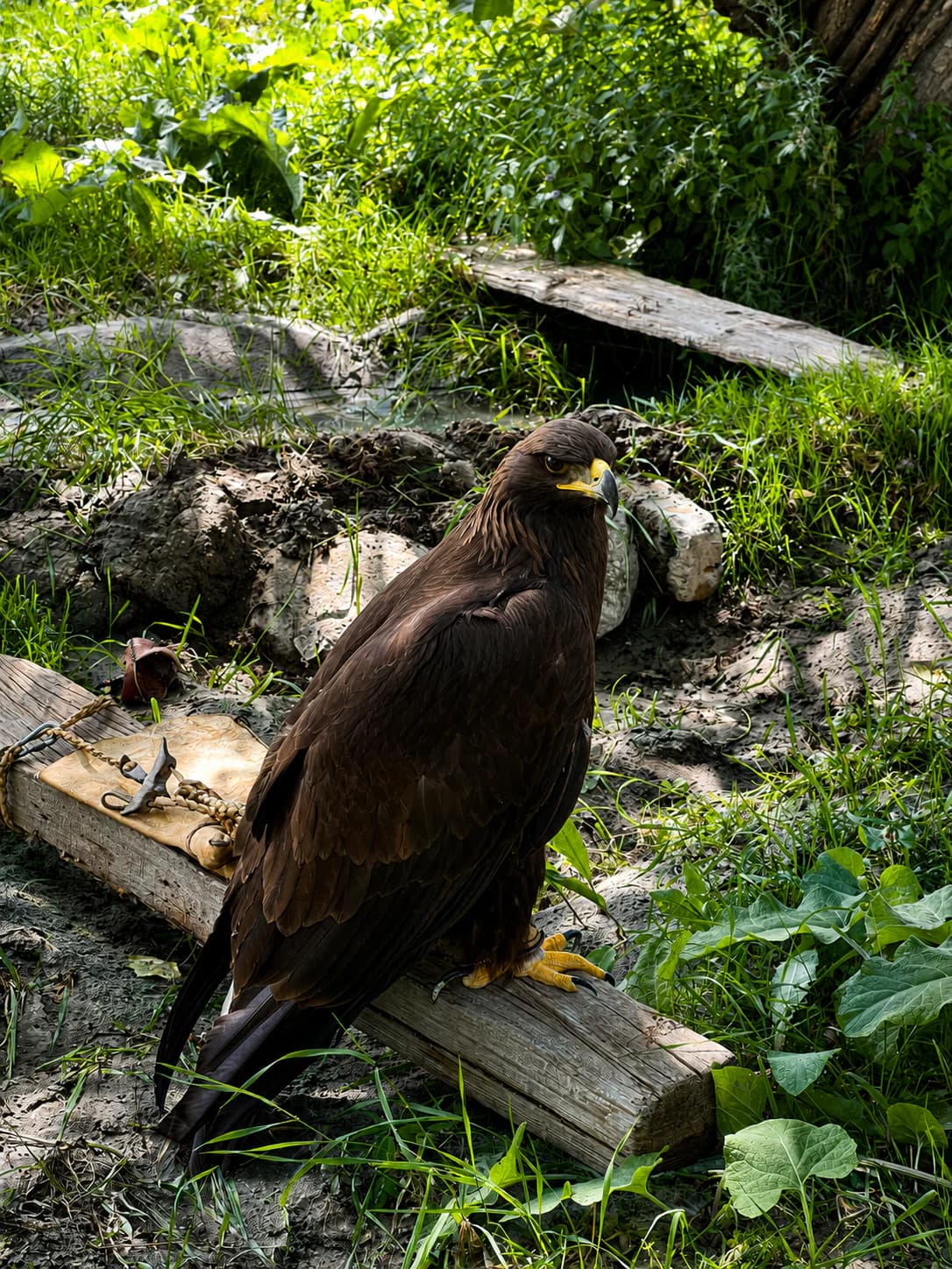 Golden eagle perched among woodland greenery