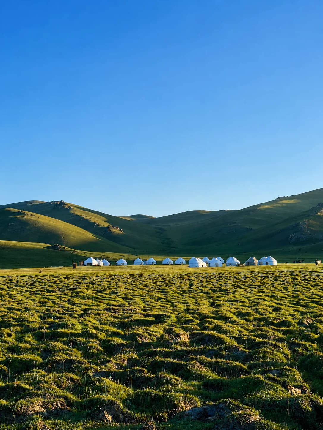 White yurts across a sunlit highland pasture