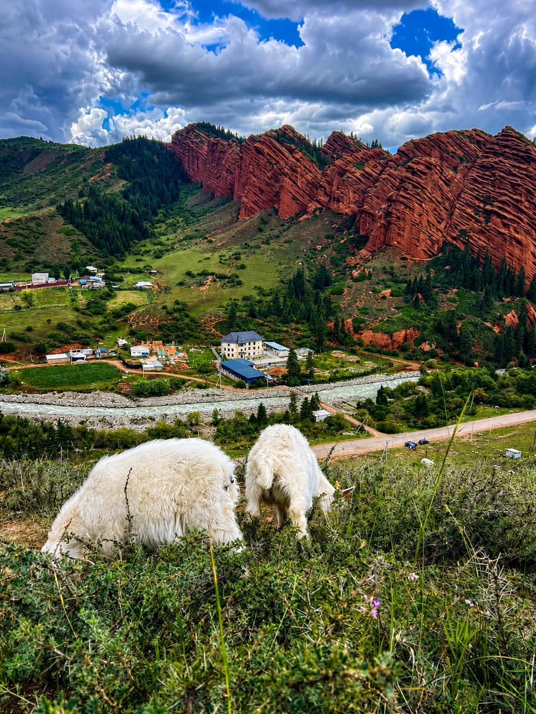 Grazing goats overlooking the red cliffs of Jeti Oguz